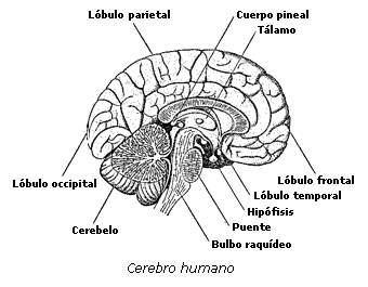 Cerebro humano y sus componentes principales