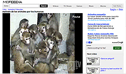 Visitar Canción Animales de leboratorio