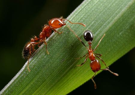 Visitar Artículo Hormigas Agricultoras en Portal Web FAUNATURA