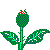 Floreciendo
