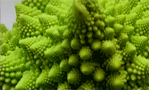 El Romanesku, fractal natural, en el programa de televisión REDES con Eduard Punset entrevistando a Benoît Mandelbrot Rumanesco